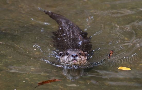 Asian small clawed otter ( Aonyx cinereus ) in river