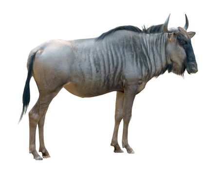 wildebeest or gnu isolated on white background