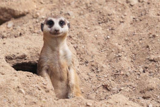 cute meerkat ( Suricata suricatta ) standing at cave entrance