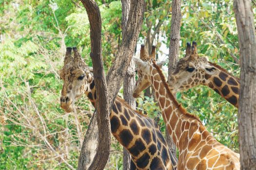 head shot group of giraffe in the forest