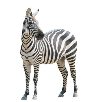 zebra isolated on white background