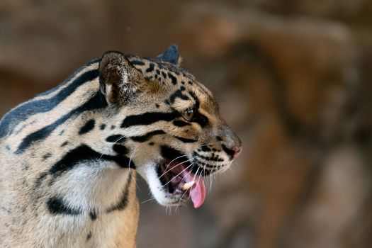 Clouded Leopard close up portrait in zoo