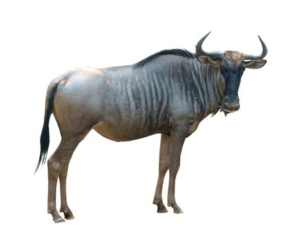 wildebeest or gnu isolated on white background