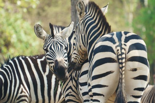 zebra eating fresh green grass 