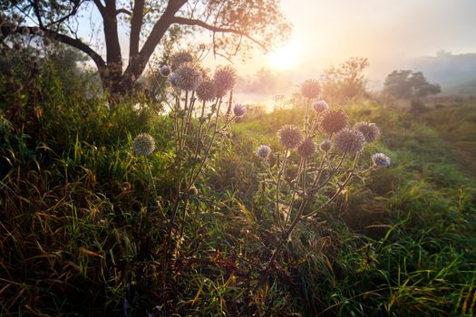 Milk thistle on side of rural pathway near river at foggy mornin sunrise with dew and spider web. Selective focus wide angle shot with natural lens falloff blur.