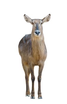 female waterbuck isolated on white background