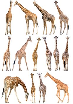 adout and young giraffe isolated on white background