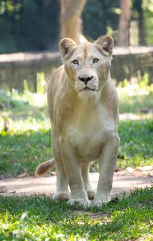 female white lion walking on grass in captive environment