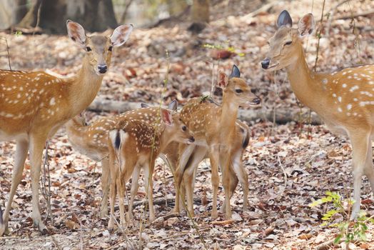 group of female and fawn sika deer