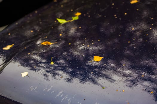 deep blue car at autumn rainy day with yellow birch leaves - selective focus with blur closeup composition