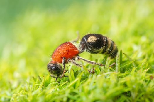 Macro Ants on Plants