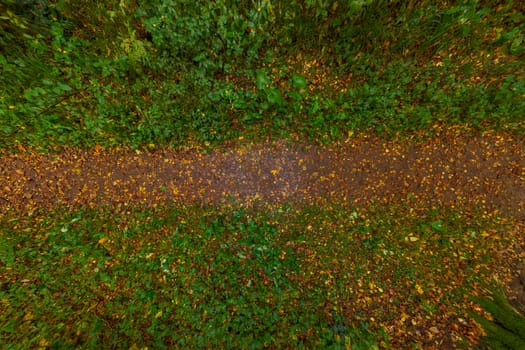 top-down closeup wide angle view on wet autumn forest pathway with yellow leaves and dirt.