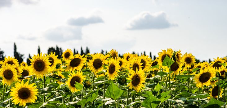 Blooming sunflowers in a field  summer landscape