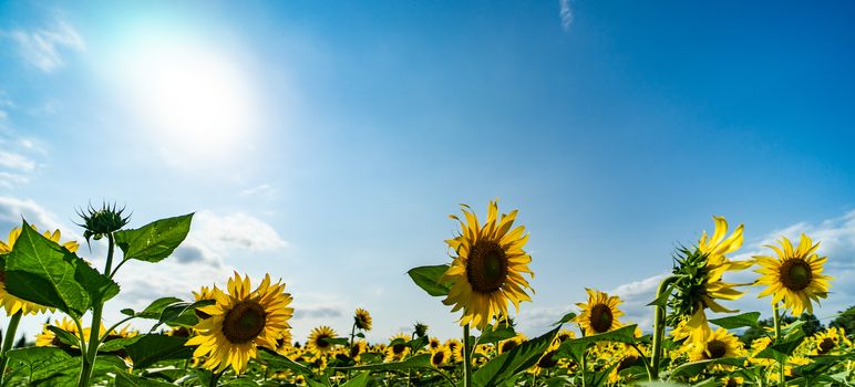 Blooming sunflowers in a field  summer landscape