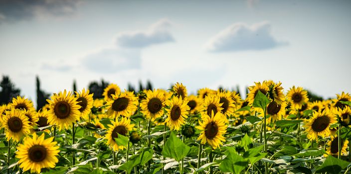 Blooming sunflowers in a field  summer landscape