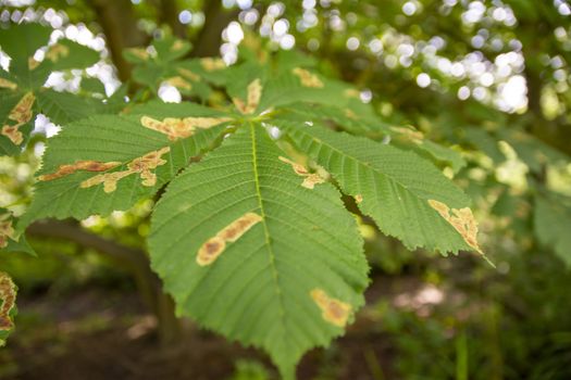 Horse chestnut leafs affected by Horse chestnut leaf-mining moth resulting in brown stains. Nature.