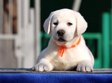 the little labrador puppy on a blue background