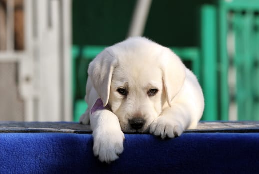 nice little labrador puppy on a blue background