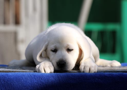 a nice little labrador puppy on a blue background