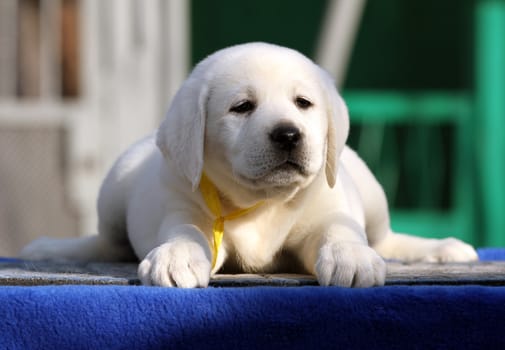 the nice little labrador puppy on a blue background