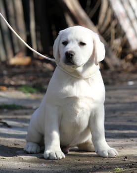 a yellow labrador playing in the park