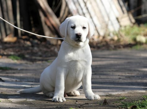 yellow labrador playing in the park