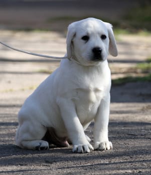 nice yellow labrador playing in the park