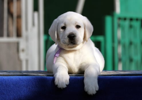 a little labrador puppy on a blue background