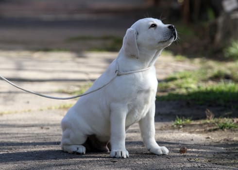 the yellow labrador playing in the park