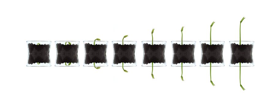 Smal plants isolated against white artistic photo