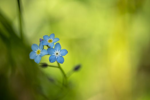 Blue flax flowers close-up.Blue Flax is a classic American native wildflower,botany.