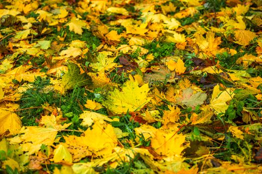 wet green grass with yellow maple leaves close-up with selective focus at cloudy weather and soft dim light