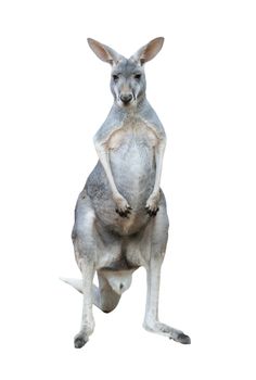 gray kangaroo isolated on white background