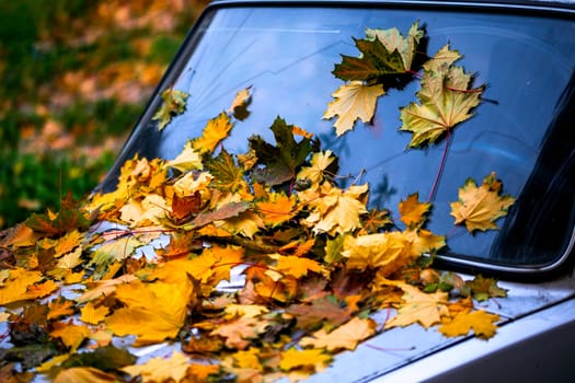 a lot of fallen maple leaves on old car bonnet - close up autumn background with selective focus and blur
