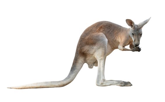 red kangaroo isolated on white background