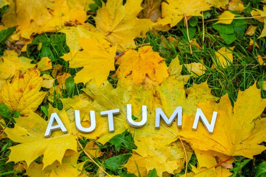 The word AUTUMN laid with aluminium thick letters on the ground with maple leaves and green grass. Fall season symbol.