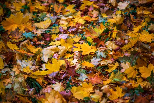 contrast autumn background with wet orange maple leaves on green grass - selective focus close-up telephoto shot