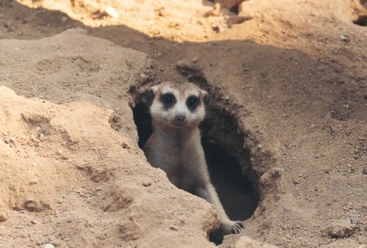 cute meerkat ( Suricata suricatta ) standing at cave entrance