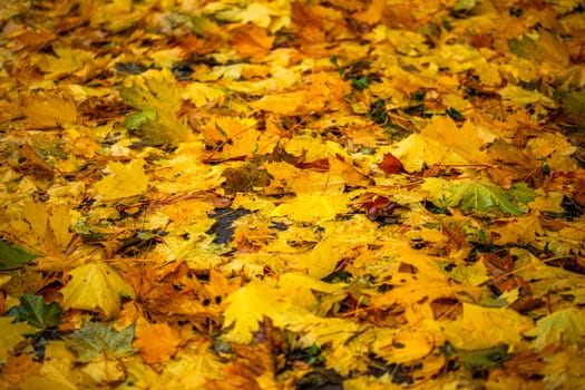 fallen maple leaves with selective focus and shallow depth of field - made with telephoto lens