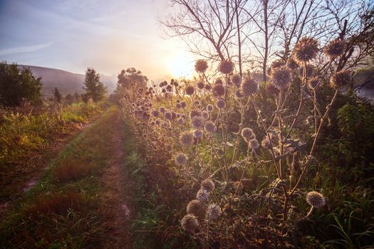 Milk thistle on side of rural pathway near river at foggy mornin sunrise with dew and spider web. Selective focus wide angle shot with natural lens falloff blur.