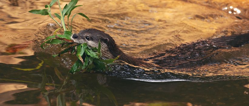 Asian small clawed otter ( Aonyx cinereus ) in river