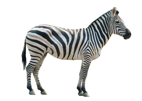 zebra isolated on white background