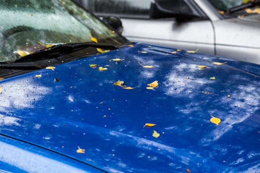 wet blue sapphire car surface at autumn rainy day with yellow birch leaves - selective focus with blur closeup composition