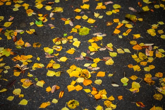 birch leaves on wet asphalt - autumn daylight background with selective focus and blur