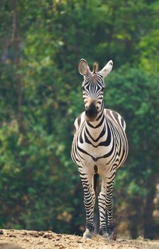 zebra standing alone in zoo