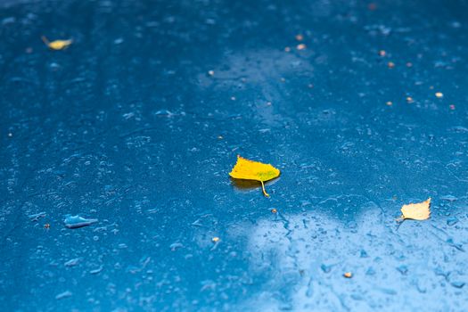 wet aquamarine blue metallic car surface at autumn rainy morning with yellow birch leaves - selective focus with blur closeup composition