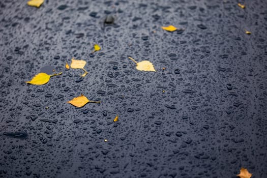 deep blue car at autumn rainy day with yellow birch leaves - selective focus with blur closeup composition