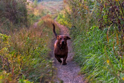 Short paws brown friendly dog approaching camera on dry dirt road pathway. Lowh height point of view telephoto shot.