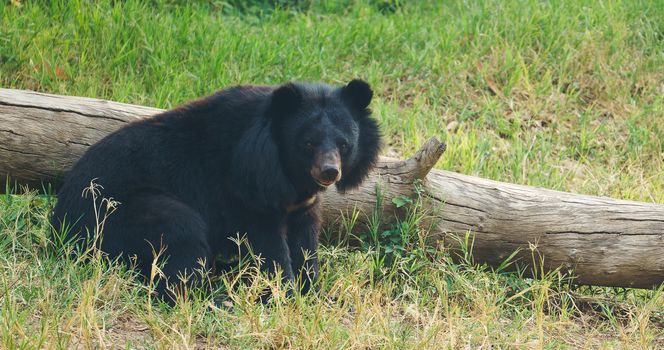 asiatic black bear or moon bear