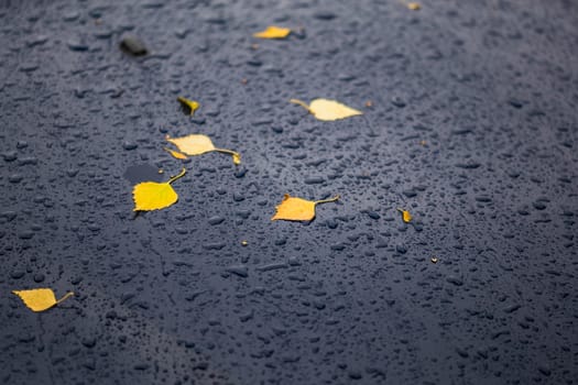 deep blue car at autumn rainy day with yellow birch leaves - selective focus with blur closeup composition